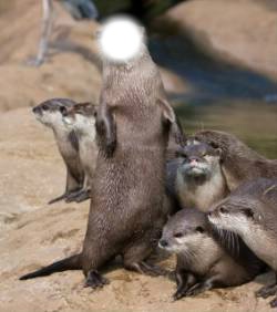 loutre Photo frame effect
