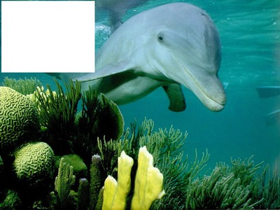 dauphins Photo frame effect