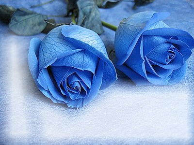 ROSES BLEUES