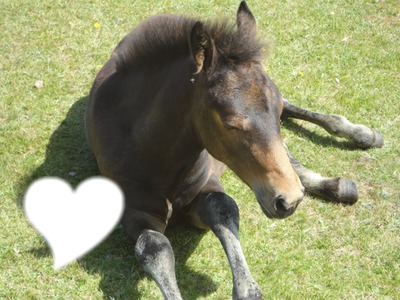 coeur et poney Photo frame effect