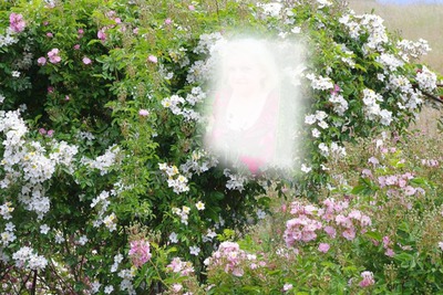 Un jardin de roses Montage photo