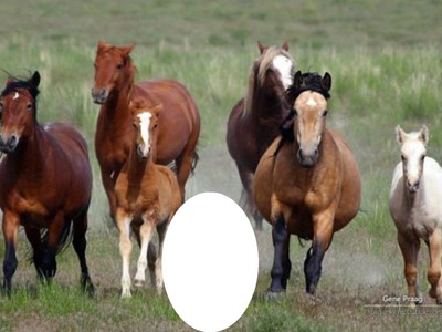 chevaux Fotomontage