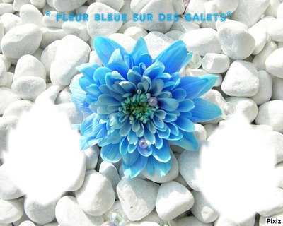 fleur bleue sur des galets
