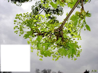 Branche avec feuilles Fotomontage