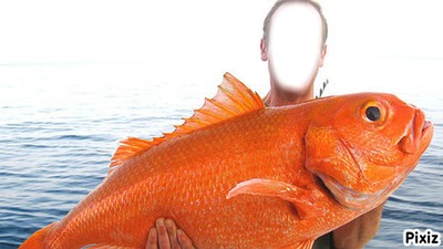 fish Fotomontáž