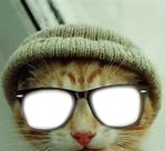 chat à lunettes Fotomontaggio
