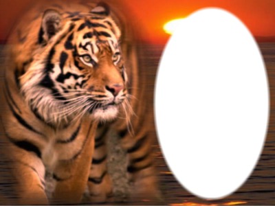 cadre tigre Montage photo