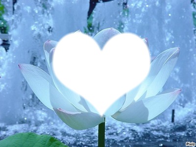 fleur lotus Fotomontaggio