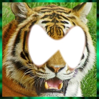 l oeil du tigre Фотомонтажа