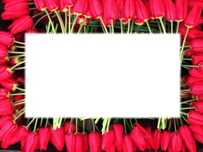 tulipes Valokuvamontaasi