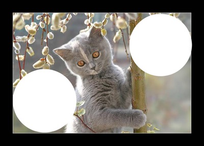 chat gris laly Photo frame effect
