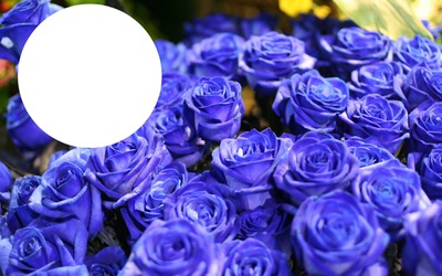Bouquet de roses bleues Φωτομοντάζ