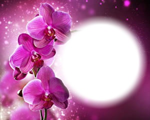 Orchidées Fotomontage