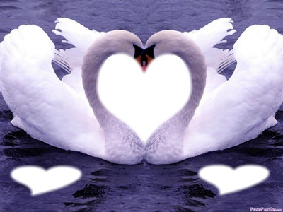 Cisnes Enamorados♥ Fotómontázs
