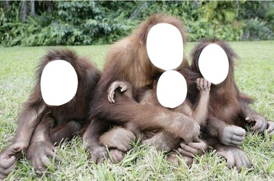 singe famille Fotomontagem