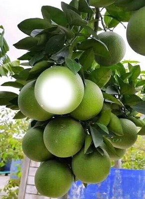 Planta de limones Valokuvamontaasi