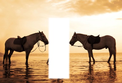 chevaux coucher soleil Montaje fotografico