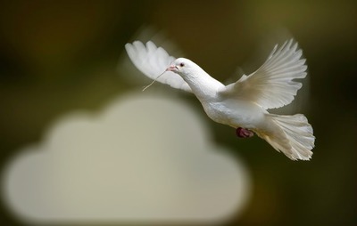 oiseau Фотомонтажа