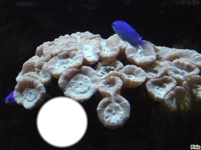 poissons bleus Fotomontagem