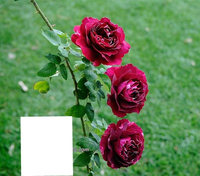 Les Roses Фотомонтаж