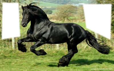 caballos Fotomontagem