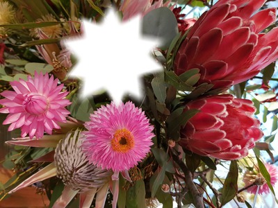 Australian Flowers フォトモンタージュ