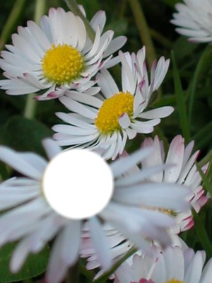 fleur parmi les fleurs Photo frame effect