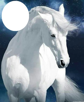 photo montage white horse  pixiz