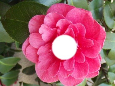fleur Valokuvamontaasi