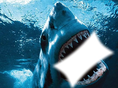 ataque de tiburon Fotomontaggio