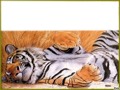 tigres Photo frame effect