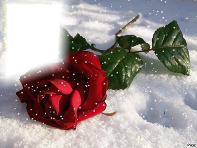 Rose sous la neige Fotomontažas