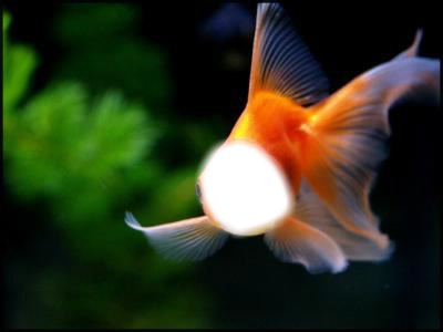 Petit poisson rouge Photomontage