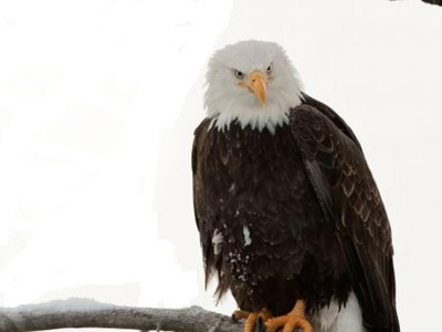 Eagle Fotomontáž