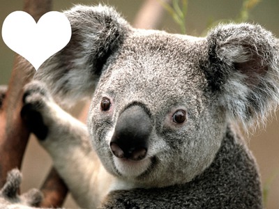 Koala Enamorado Fotomontage