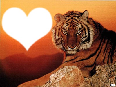 tigre de l'amour Fotomontage