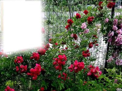 Jardin de Roses rouge Фотомонтаж