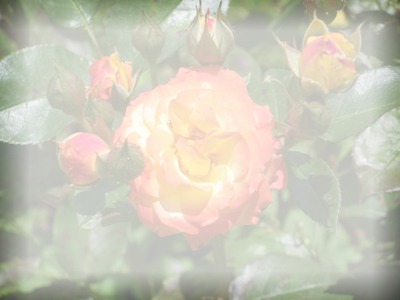 roses anciennes Fotómontázs