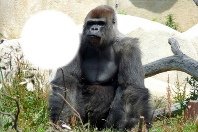 zen gorille Fotomontagem