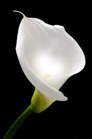 calla lilly Fotomontage