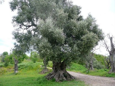 olivier Fotómontázs