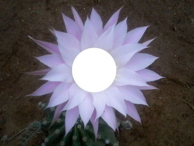 flor lila hermosa Φωτομοντάζ
