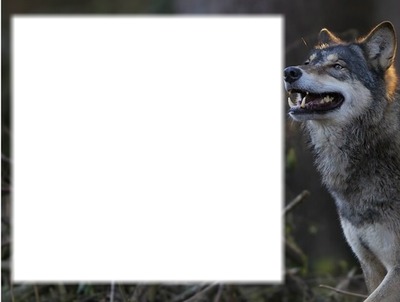 wolf Photo frame effect