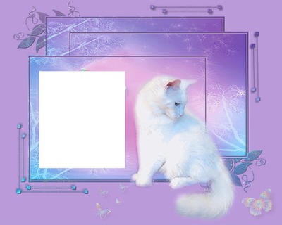 chat blanc laly Photo frame effect