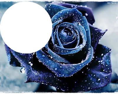 rose bleu 2 Fotomontasje