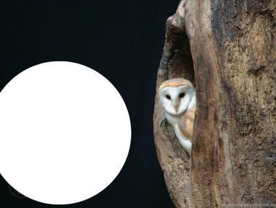 OWL Fotomontáž