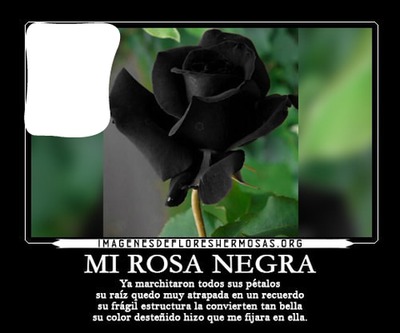rosa negra Fotomontaggio