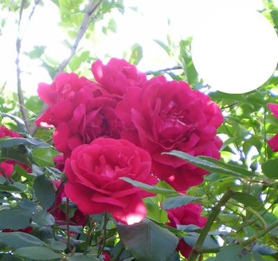rosas Fotomontaža
