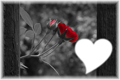 Roses Fotomontáž