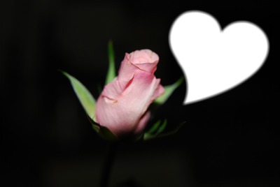 une rose, un coeur pour toi フォトモンタージュ
